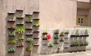 HKBU vertical garden